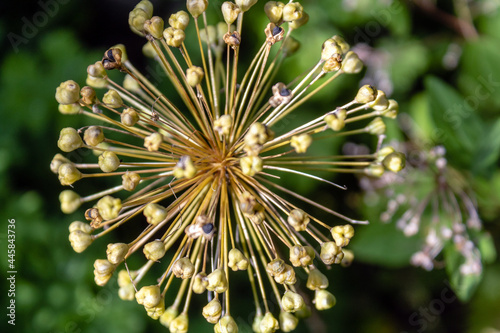 Zierlauch verwelkt, ( Allium giganteum). Juli 2021.