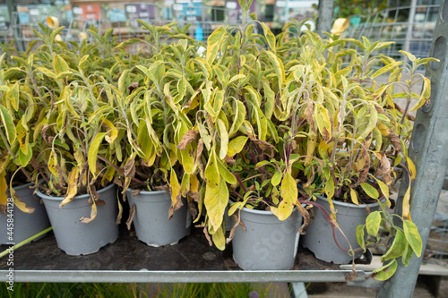 Fotografie, Obraz Water the plants! Racks of reduced price plants in Garden Centre after someone has forgotten to water them and they are wilting and dying and in need of some tender loving care