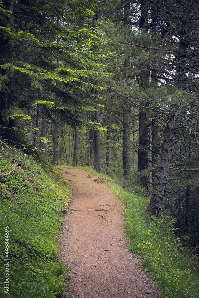 Path Across Black Pine Woodland in the Catalan Pyrenees Path Across Black Pine Woodland in the Catalan Pyrenees