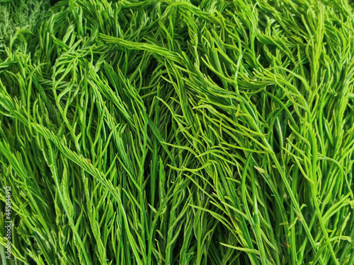Full Frame Background of Fresh Green Herbs Texture