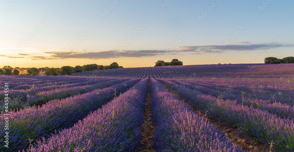 campos de lavanda, lavanda, agricultura, flor lavanda, arado lavanda, plantaciones lavanda, paisaje, vista dron lavanda, flor violeta, color violeta, vista aérea, cielo, naturaleza, primavera, campo, campos de lavanda, lavanda, agricultura, flor lavanda, arado lavanda, plantaciones lavanda, paisaje, vista dron lavanda, flor violeta, color violeta, vista aérea, cielo, naturaleza, primavera, campo,