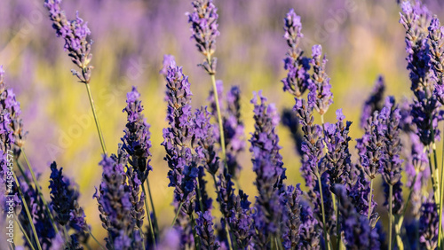 campos de lavanda  lavanda  agricultura  flor lavanda  arado lavanda  plantaciones lavanda  paisaje  vista dron lavanda  flor violeta  color violeta  vista a  rea  cielo  naturaleza  primavera  campo  