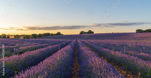 campos de lavanda  lavanda  agricultura  flor lavanda  arado lavanda  plantaciones lavanda  paisaje  vista dron lavanda  flor violeta  color violeta  vista a  rea  cielo  naturaleza  primavera  campo  