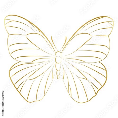 Elegant Outline butterfly on white background.