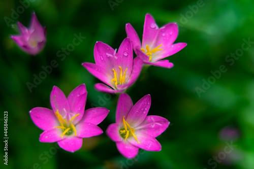 Pink flower