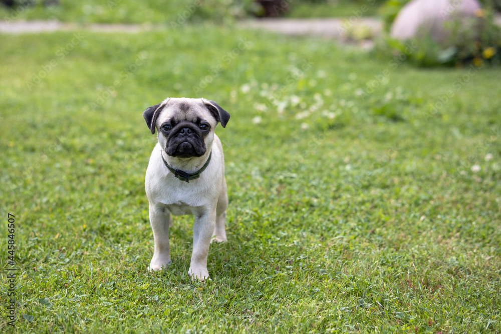 Cute pug puppy wearing a flea and tick collar stands on a fresh green lawn