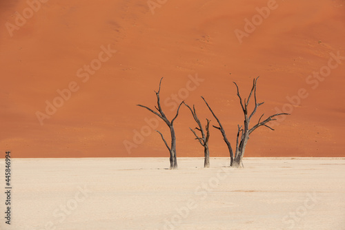 Dead Tree with sand dune background in Sossusvlei, Namib desert, Namibia