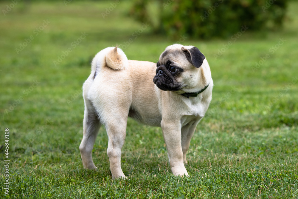 Sad pug puppy  in a flea and tick collar stands on the green lawn and looks back