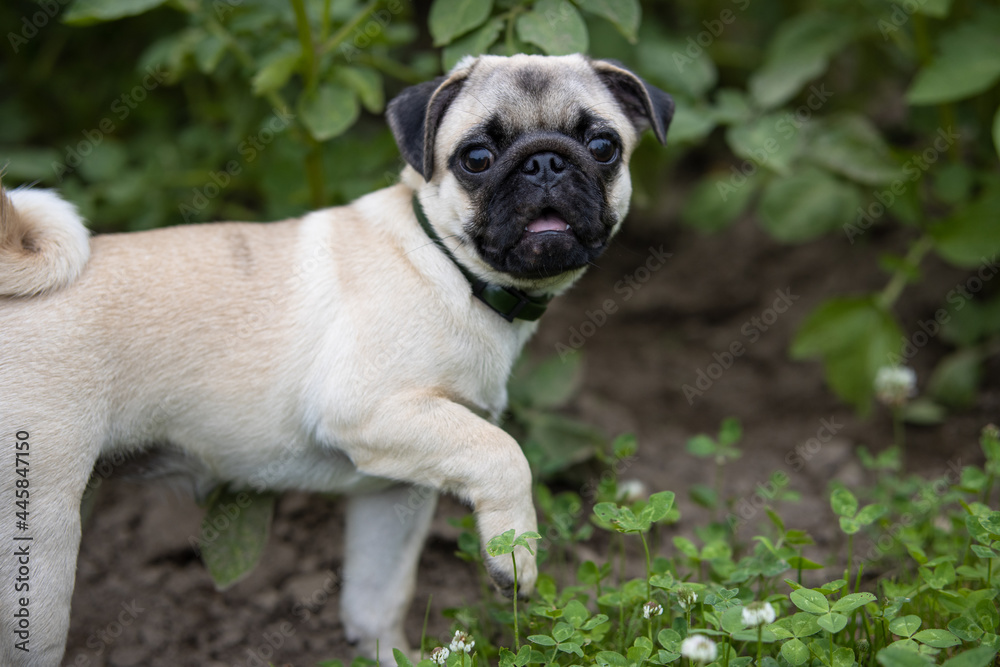 Surprised pug puppy in a flea and tick collar stands with raised paw among green plants in summer garden