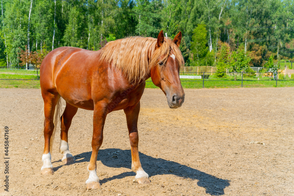 A beautiful red horse. The wavy, thick mane of a horse. A beautiful red horse. The wavy, thick mane of a horse.