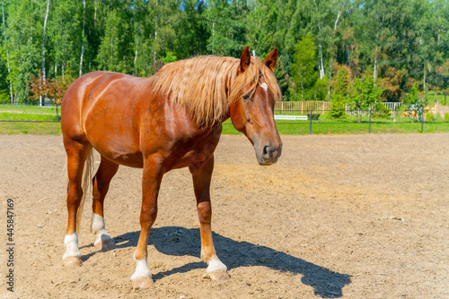 A beautiful red horse. The wavy, thick mane of a horse.
