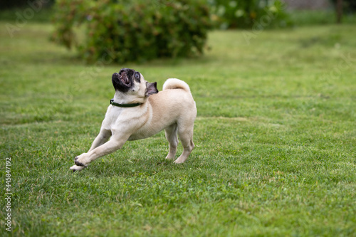 A pug puppy wearing a flea and tick collar runs on a green lawn in a summer garden