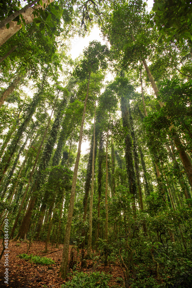 Fototapeta premium Trail in a fabulous rainforest
