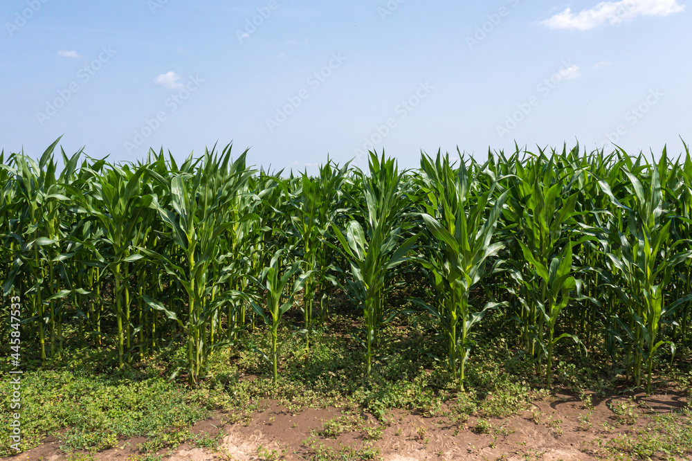 aerial view of green rows corn field in summer, drone photography from above