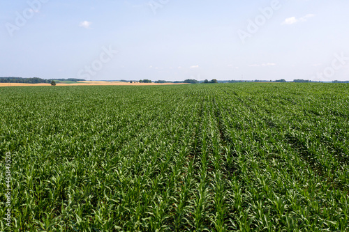aerial view of green rows corn field in summer, drone photography from above