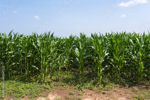 aerial view of green rows corn field in summer, drone photography from above