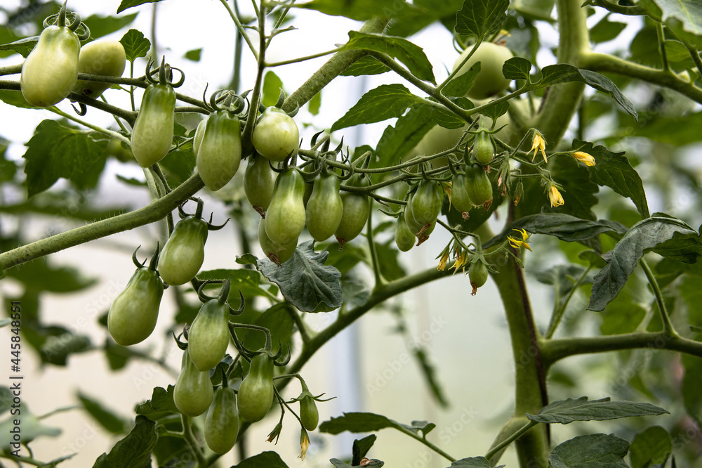 A bunch of unripe green tomatoes with yellow flowers growing on a branch in a greenhouse