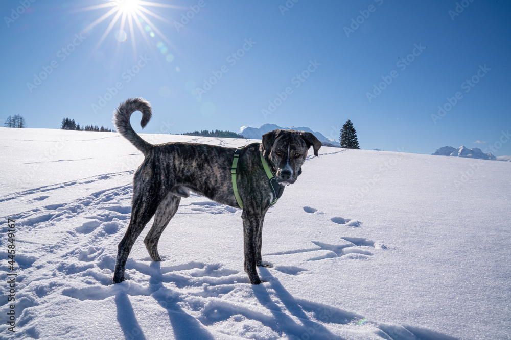 Spiringender Bardino Hund im Schnee Spiringender Bardino Hund im Schnee