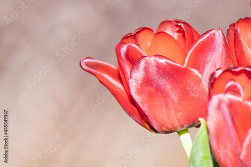 Beautiful red tulips close up on bokeh background