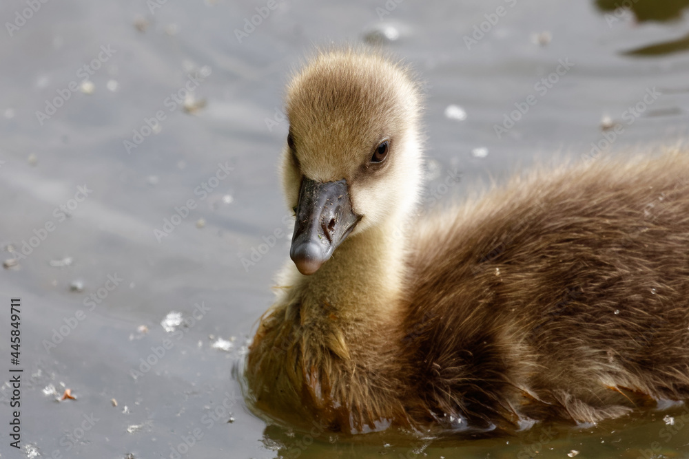 An inquisitive goose chick, portrait, close up An inquisitive goose chick, portrait, close up