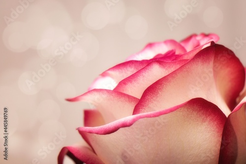 Schöne Nahaufnahme einer Rose auf bokeh Hintergrund