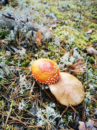 mushrooms pine forest moss sunny day summer