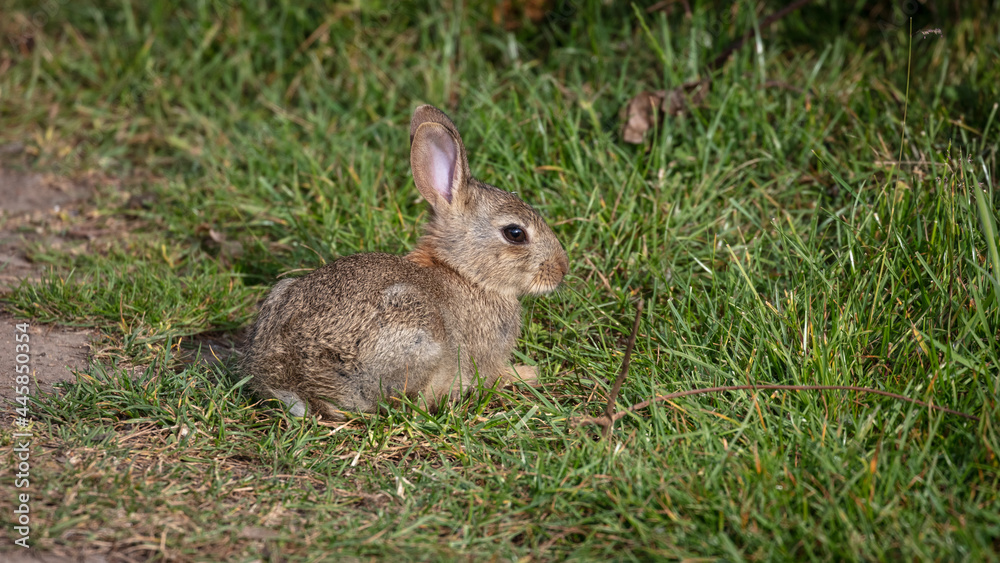 A lone wild baby rabbit sitting in grass A lone wild baby rabbit sitting in grass