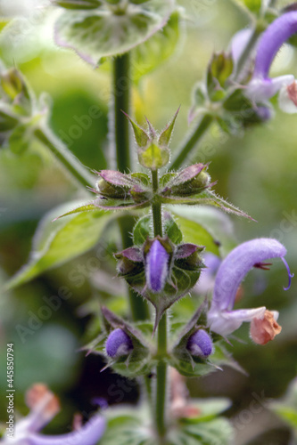 Muskatellersalbei (Salvia sclarea) Juli 2021