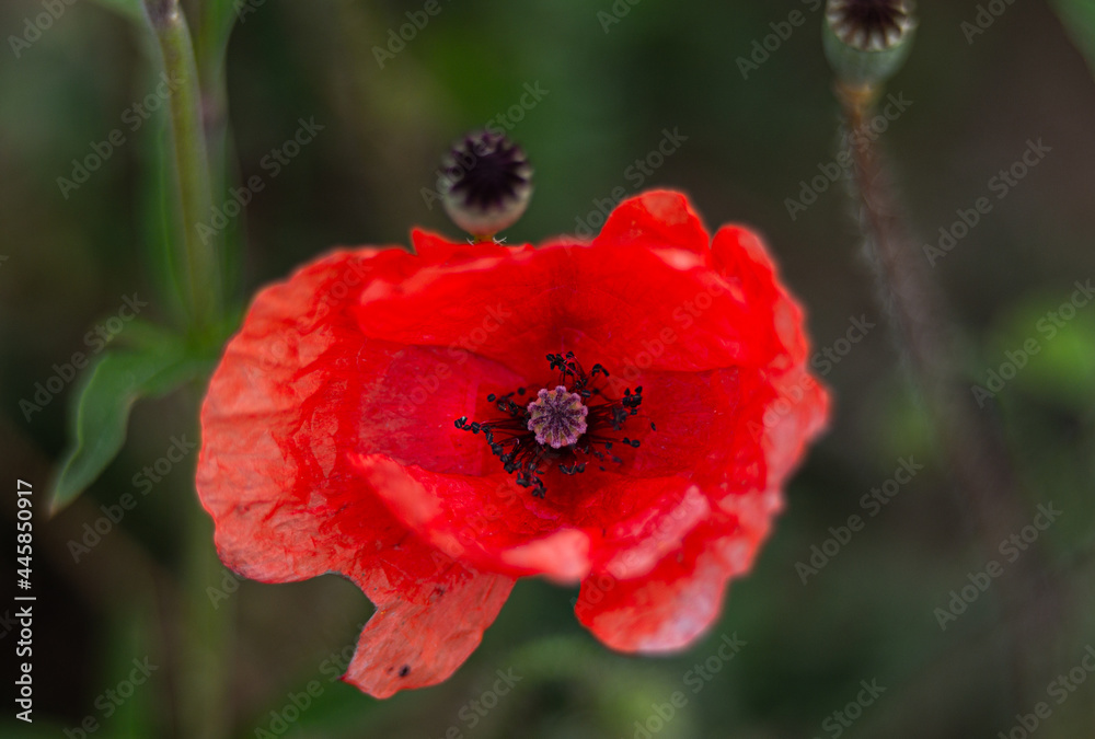 poppy flower close up in meadow