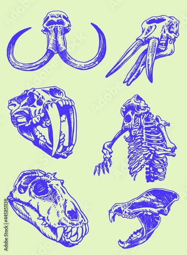 Graphical color set of skulls and skeleton of bear ,vector elements
