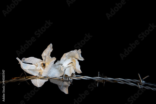 Dead wilted dry orchid blossoms with barbed wire isolated on black background