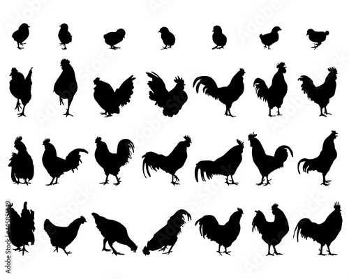 SVG Black silhouettes of roosters and hens on a white background 