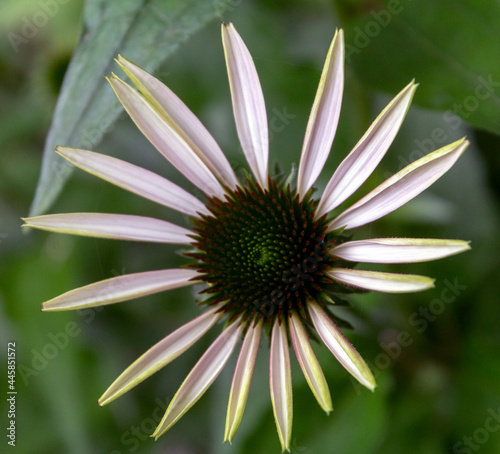 Sonnenhut  (Echinacea purpurea, purpur Sonnenhut) Juli 2021