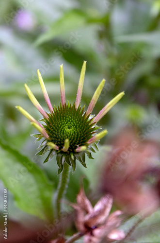 Sonnenhut  (Echinacea purpurea, purpur Sonnenhut) Juli 2021