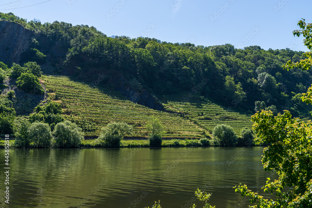 The Moselle River with vineyards in the background, seen in Coblenz-Guels, Rhineland-Palatine, Germany