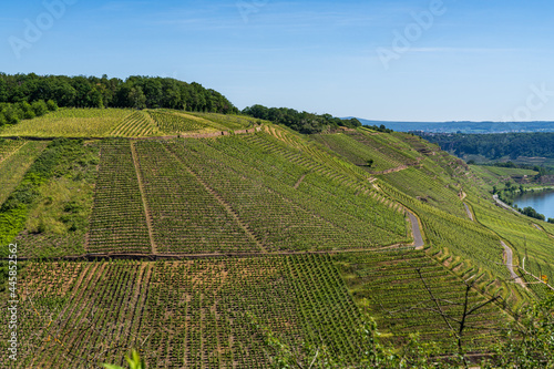 A vineyard with the Moselle river on the right, seen in Winningen, Rhineland-Palatine, Germany