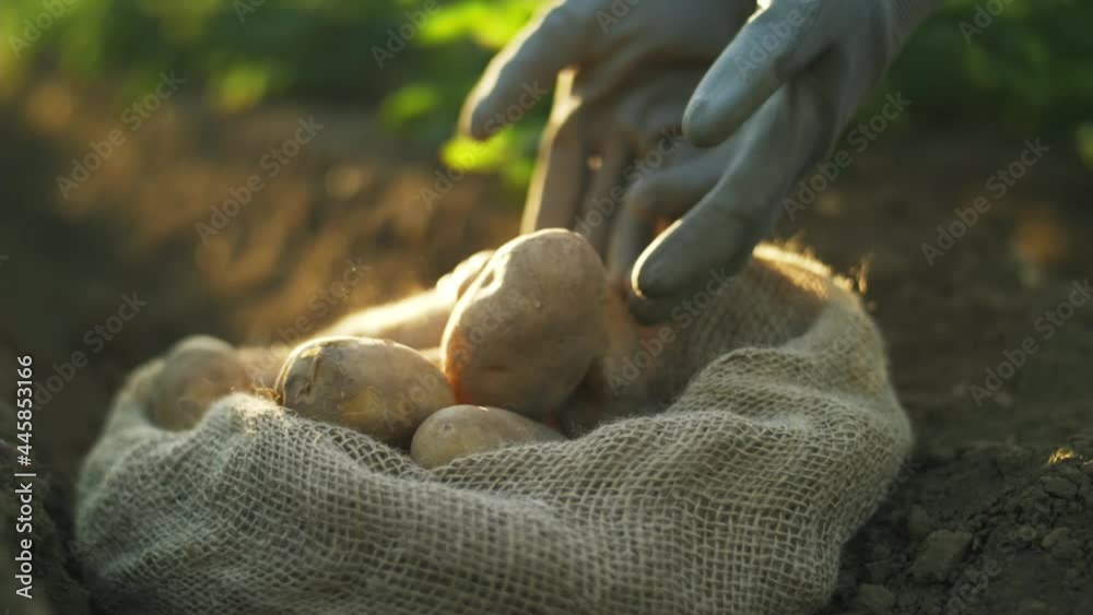 potato harvest close up, fresh organic potatoes in the field. potato harvest close up, fresh organic potatoes in the field.