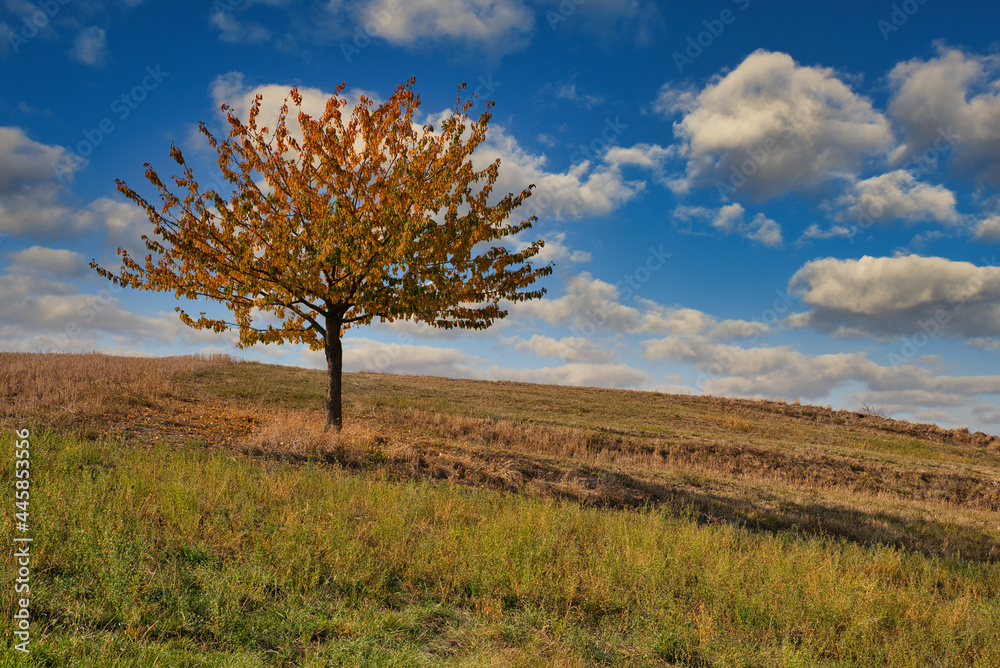 Kirschbaum im Herbstlaub bewölkter Himmel Kirschbaum im Herbstlaub bewölkter Himmel