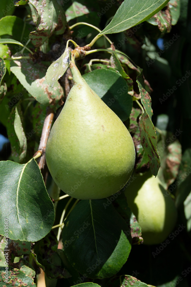 Fruta natural, pera madurando en el peral Fruta natural, pera madurando en el peral