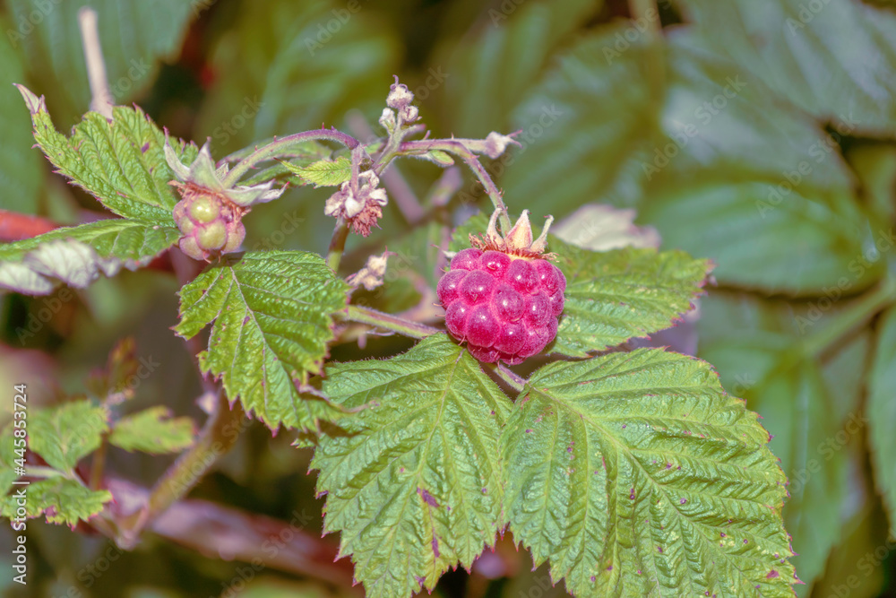 Wild Raspberry Wild Raspberry