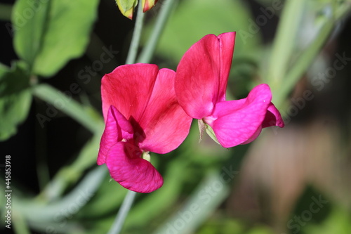 Ziererbsenblüte photo