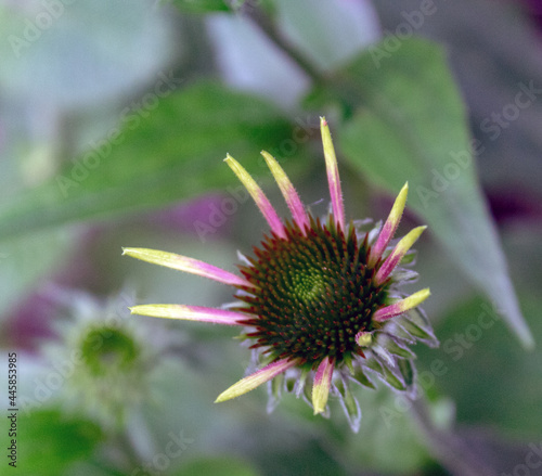 Sonnenhut  (Echinacea purpurea, purpur Sonnenhut) Juli 2021