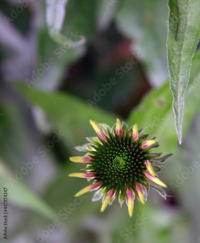 Sonnenhut  (Echinacea purpurea, purpur Sonnenhut) Juli 2021