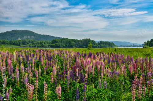 Fototapeta Naklejka Na Ścianę i Meble -  Picturesque summer mountain landscape with meadow of colorful lupine flowers