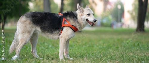 Shepherd dog on the grass with a red harness