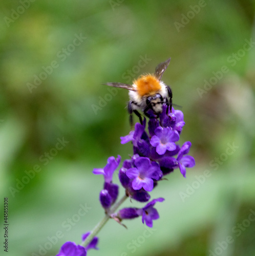 Hummel auf Lavendel. Juli 2021