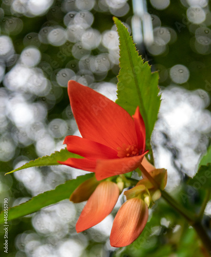 Begonia, boliviensis Bonfire, Juli 2021
