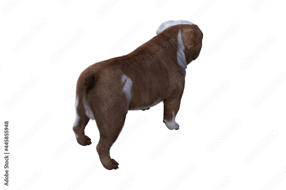Baxter the English Bulldog Poses for Your Scenes. Image specially designed for collage, isolated on white background. 3d illustration. 3d rendering. Baxter the English Bulldog Poses for Your Scenes. Image specially designed for collage, isolated on white background. 3d illustration. 3d rendering.
