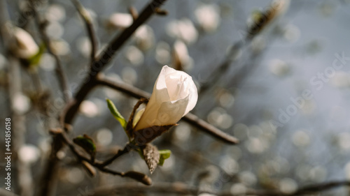 Magnolia tree blossom. Magnolias in the springtime. Delicate flowers bloom. 