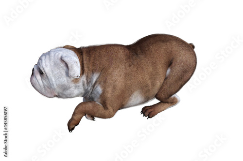 Baxter the English Bulldog Poses for Your Scenes. Image specially designed for collage, isolated on white background. 3d illustration. 3d rendering. © W.S. Coda